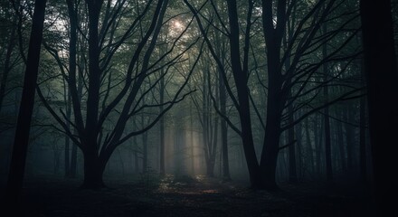 A dark, eerie forest with tall, leafless trees and a mysterious, foggy atmosphere.
