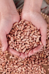 Fresh Shandong Peanuts in Cupped Hands - Raw Groundnuts Agricultural Harvest Concept