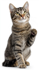 Obraz premium Cute tabby cat raising paw while sitting against white background. 