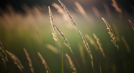 Fototapeta premium Grass blades swaying in the wind, with a warm, golden light illuminating the scene.