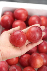 Fresh Red Plums in Hand - Australian Jumbo Stone Fruit Harvest