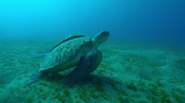 Close up of Sea turtle swims over sand seabed covered with green sea grass, Slow motion of Great Green Sea Turtle, Chelonia mydas floating over Smooth ribbon seagrass, Cymodocea rotundata