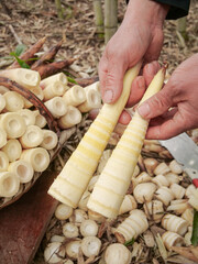Fresh Tianmu Mountain Bamboo Shoots Harvest - Spring Foraging of Traditional Asian Vegetable