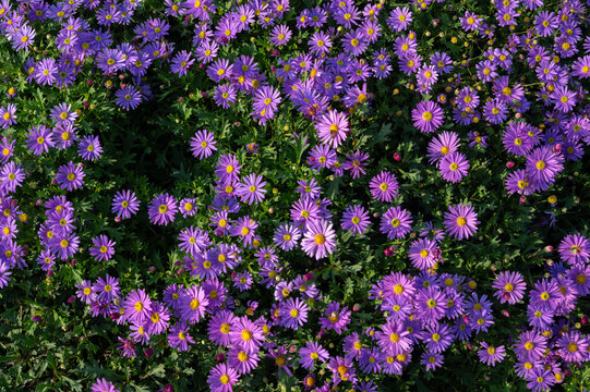 Purple Aster flowers blooming in the garden. Asters are daisy-like flowers that bloom in late-summer and early-fall.