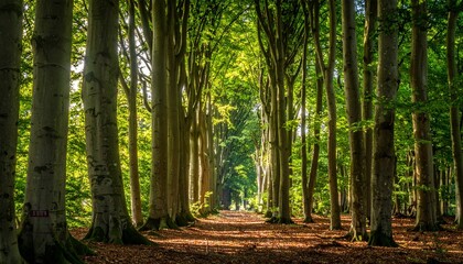 Fototapeta premium Sunlight streams through a dense beech forest