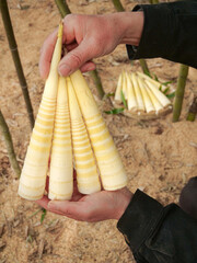 Fresh Tianmu Mountain Bamboo Shoots Harvest - Organic Spring Vegetables in Hands