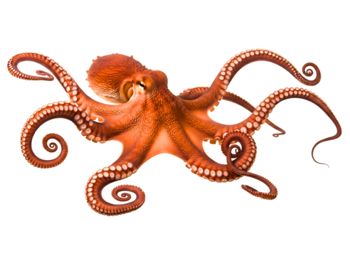 A beautiful octopus with brown spots isolated on transparent background is shown - Powered by Adobe