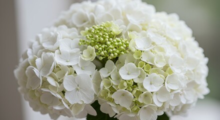 Closeup white hydrangea bouquet