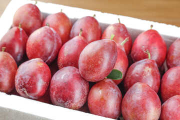 Fresh Chilean Red Prunes in Wooden Crate - Premium Imported Fruit Display