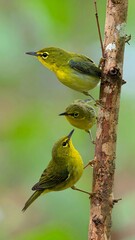 Three small birds perched on a branch