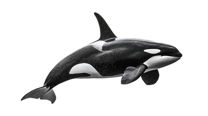Fototapeta premium Orca whale swimming isolated on transparent background