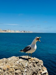 seagull on rock, Cadiz Spain 