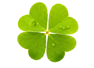 Green shamrock leaf isolated on transparent background