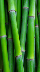 Fototapeta premium Close-up of fresh green bamboo stalks forming a natural vertical pattern. 