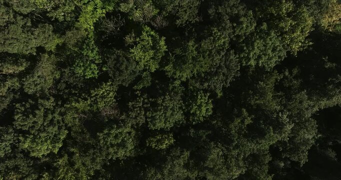 Drone shot looking straight down at a lush green forest canopy. Vibrant trees form a textured natural pattern, showcasing the beauty of untouched woodland from an overhead perspective.