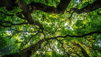 A vibrant perspective looking up into a lush forest canopy, capturing sunlight streaming through twisting, moss-covered branches and green leaves