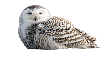 Snowy owl resting with eyes closed on a snowy branch isolated on transparent background