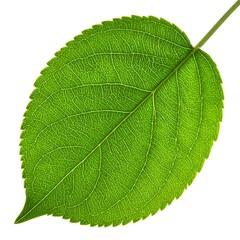 Obraz premium Single vibrant green leaf, detailed veins