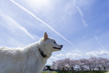 A white Japanese mixed-breed dog and cherry blossoms-6