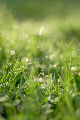 Close up of grass blades with dew