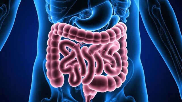 Human Anatomy Revealing the Intricate Digestive System and Its Functioning for Health Gut Microbiome Physiology and