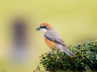 枝にとまるモズ