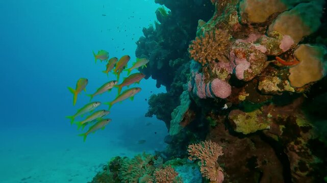 School of yellow tropical fish swimming along coral reef on turquoise water background, Slow motion, shoal of Yellowfin Goatfish, Mulloidichthys vanicolensis on coral reef