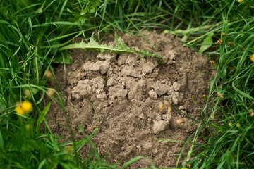 Dirt mound in grassy field