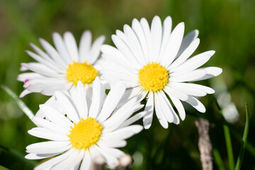 Fototapeta premium White Daisy Flowers with Yellow Centers in Meadow