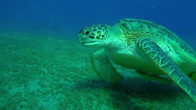 Close-up of Sea Turtle swims above seagrass meadow and munching algae in evening light at sundown, Slow motion of Great Green Sea Turtle, Chelonia mydas feeding on sea bottom at sunset
