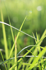 green grass with dew drops