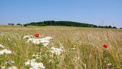 Wheat Field with Poppies and Hills.