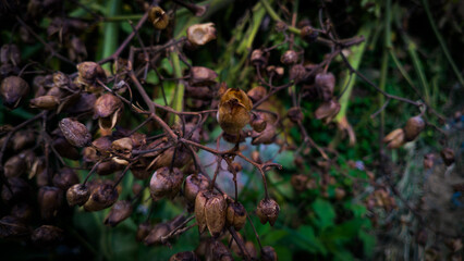 Dry flower of tobacco with macro photography