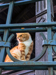 Ginger Cat Relaxing Behind Metal Fence