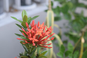 Red Ashoka Flower Saraca Asoca Tree Asoka