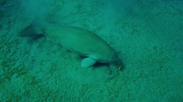 View from above on Sea Cow grazing on sands-muddy bottom eating green algae, Slow motion of Marine Sirenia Dugong dugon feeding Smooth ribbon seagrass, Cymodocea rotundata on seabed