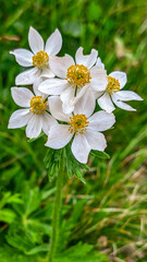 white flowers in the wild