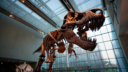 Majestic tyrannosaurus rex skeleton on display in a modern museum hall