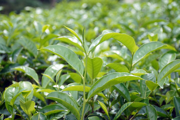 Fototapeta premium A close-up of fresh, tender green tea leaves on a tea plant, with a shallow depth of field, symbolizing nature, organic farming, and the growth of tea.