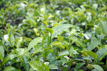 A beautiful, full-frame view of a vibrant green tea plantation, showcasing the lush texture of the leaves and symbolizing agriculture, freshness, and nature.