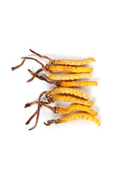 Wild Tibetan Cordyceps Mushrooms from Nagchu - Traditional Herbal Medicine Formula Ingredient
