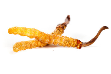 Wild Tibetan Cordyceps Sinensis from Nagchu - Traditional Herbal Medicine on White Background