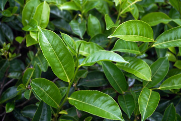 A close-up of fresh, tender green tea leaves on a tea plant, with a shallow depth of field,...