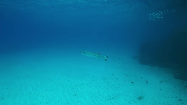 Alone Great Barracuda swims in the blue depths moving away from the coral reef, Slow motion of Great Barracuda or Barra, Sphyraena barracuda