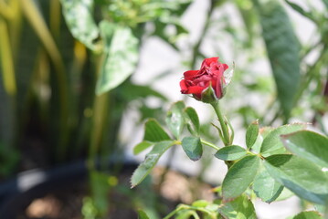 Mini Red Rose Photo Closeup Shot