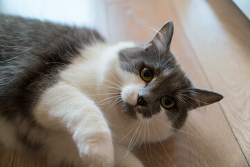 Playful baby cat hiding under home sofa