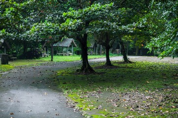 Serene Park Pathway Surrounded by Lush Greenery and Leaves