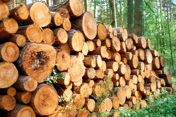 Fotobehang Brandhout Pine logs stacked high in forest area  © AlexGo