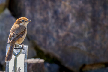 杭にとまるモズ