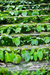 Lush Green Steps Surrounded by Nature at Nang Rong Waterfall Nakhon Nayok